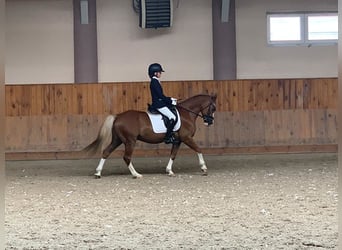 More ponies/small horses, Gelding, 12 years, 13.1 hh, Chestnut-Red