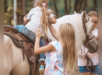 More ponies/small horses, Gelding, 12 years, 13 hh, Palomino