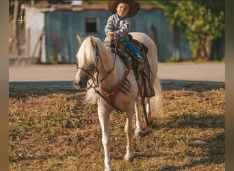 More ponies/small horses, Gelding, 12 years, 13 hh, Palomino