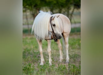 More ponies/small horses, Gelding, 12 years, 13 hh, Palomino