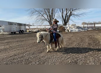 More ponies/small horses, Gelding, 12 years, 8.2 hh, Gray