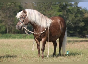 More ponies/small horses, Gelding, 12 years, 9.2 hh, Palomino