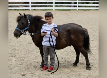 More ponies/small horses, Gelding, 13 years, 10 hh, Brown