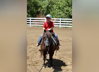 More ponies/small horses, Gelding, 13 years, 10 hh, Brown