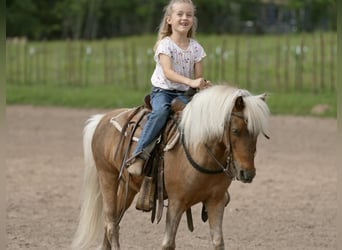 More ponies/small horses, Gelding, 13 years, 10 hh, Palomino