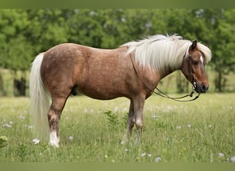 More ponies/small horses, Gelding, 13 years, 10 hh, Palomino
