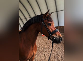 More ponies/small horses Mix, Gelding, 13 years, 13,2 hh, Brown