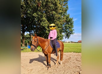 More ponies/small horses, Gelding, 13 years, 14.2 hh, Chestnut-Red