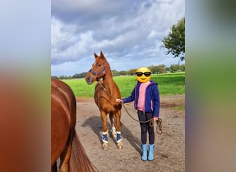 More ponies/small horses, Gelding, 13 years, 14.2 hh, Chestnut-Red
