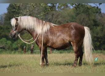 More ponies/small horses, Gelding, 13 years, 9.2 hh, Palomino