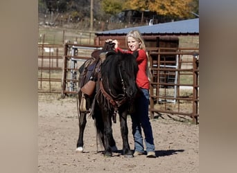 More ponies/small horses, Gelding, 14 years, 11 hh, Black