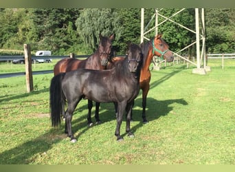 More ponies/small horses Mix, Gelding, 14 years, 13.1 hh, Black