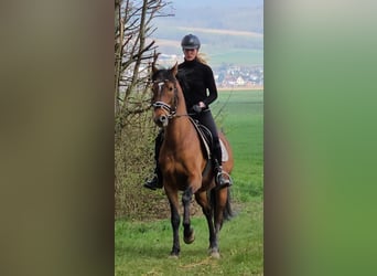 More ponies/small horses, Gelding, 14 years, 14.2 hh, Brown