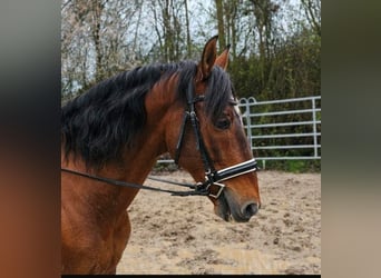 More ponies/small horses, Gelding, 14 years, 14.2 hh, Brown