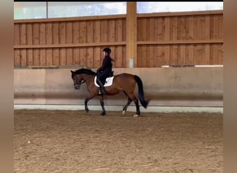 More ponies/small horses, Gelding, 15 years, 14.1 hh, Brown