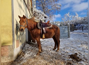 More ponies/small horses, Gelding, 15 years, 14.1 hh, Chestnut-Red