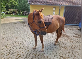 More ponies/small horses, Gelding, 15 years, 14.1 hh, Chestnut-Red