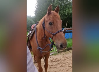 More ponies/small horses, Gelding, 15 years, 14.1 hh, Chestnut-Red