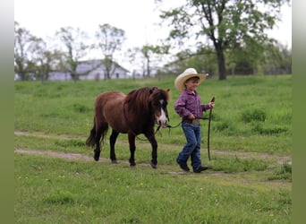 More ponies/small horses, Gelding, 15 years, 9 hh, Buckskin