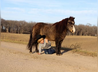 More ponies/small horses, Gelding, 15 years, 9 hh, Buckskin