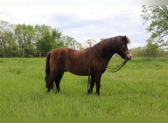 More ponies/small horses, Gelding, 15 years, 9 hh, Buckskin