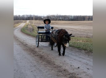 More ponies/small horses, Gelding, 15 years, 9 hh, Buckskin