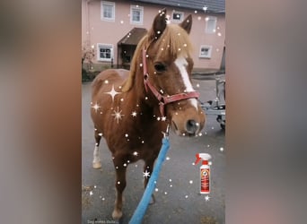 More ponies/small horses, Gelding, 16 years, 11,2 hh, Chestnut-Red