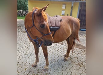 More ponies/small horses, Gelding, 16 years, 14,1 hh, Chestnut-Red