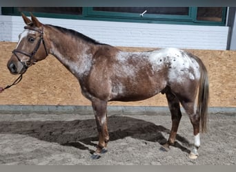 Weitere Ponys/Kleinpferde, Wallach, 16 Jahre, 14,3 hh, Tigerschecke