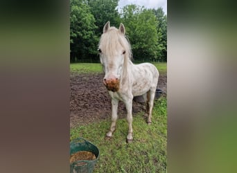 More ponies/small horses Mix, Gelding, 17 years, 12 hh, Cremello