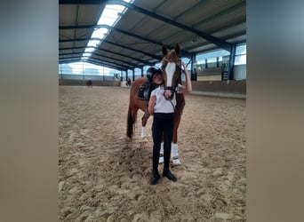 More ponies/small horses, Gelding, 18 years, 14,1 hh, Chestnut-Red