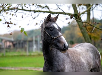 More ponies/small horses, Gelding, 1 year, 14,1 hh, Gray