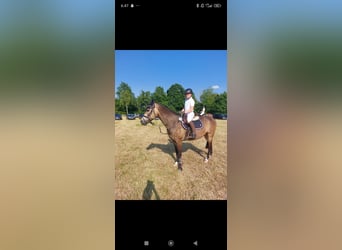 More ponies/small horses, Gelding, 21 years, 14,2 hh, Buckskin