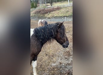 More ponies/small horses Mix, Gelding, 2 years, 11,2 hh