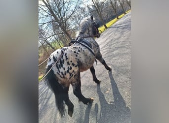 More ponies/small horses, Gelding, 3 years, 11 hh, Leopard-Piebald