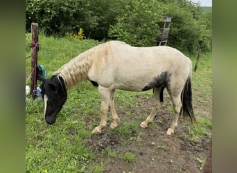 More ponies/small horses, Gelding, 3 years, 13,1 hh, Pinto