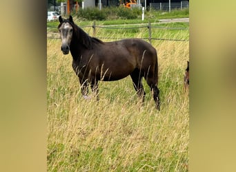 More ponies/small horses, Gelding, 3 years, 14.1 hh, Buckskin