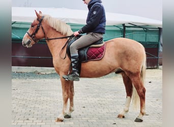 More ponies/small horses, Gelding, 3 years, 14,1 hh