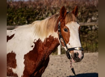 More ponies/small horses, Gelding, 3 years, 14 hh, Pinto