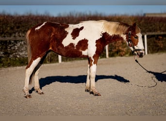 More ponies/small horses, Gelding, 3 years, 14 hh, Pinto