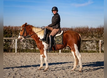 More ponies/small horses, Gelding, 3 years, 14 hh, Pinto