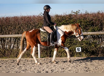 More ponies/small horses, Gelding, 3 years, 14 hh, Pinto