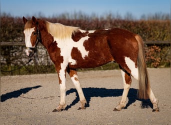 More ponies/small horses, Gelding, 3 years, 14 hh, Pinto