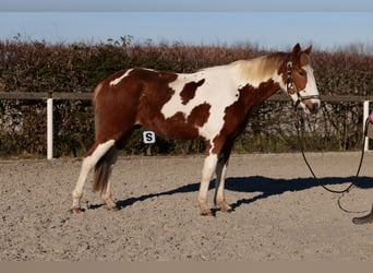 More ponies/small horses, Gelding, 3 years, 14 hh, Pinto