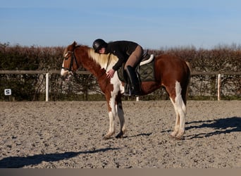 More ponies/small horses, Gelding, 3 years, 14 hh, Pinto