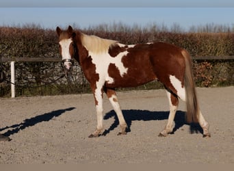 More ponies/small horses, Gelding, 3 years, 14 hh, Pinto