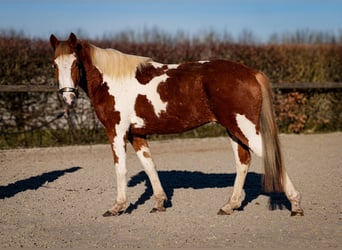 More ponies/small horses, Gelding, 3 years, 14 hh, Pinto