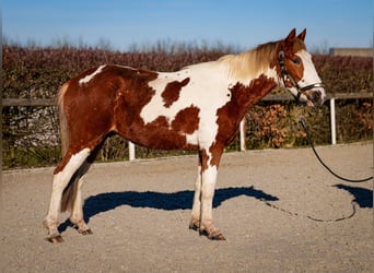 More ponies/small horses, Gelding, 3 years, 14 hh, Pinto