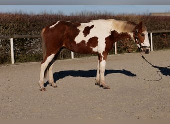 More ponies/small horses, Gelding, 3 years, 14 hh, Pinto