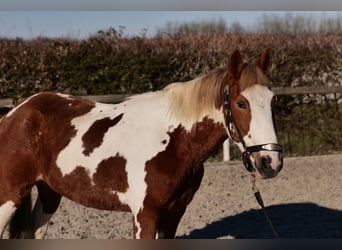 More ponies/small horses, Gelding, 3 years, 14 hh, Pinto